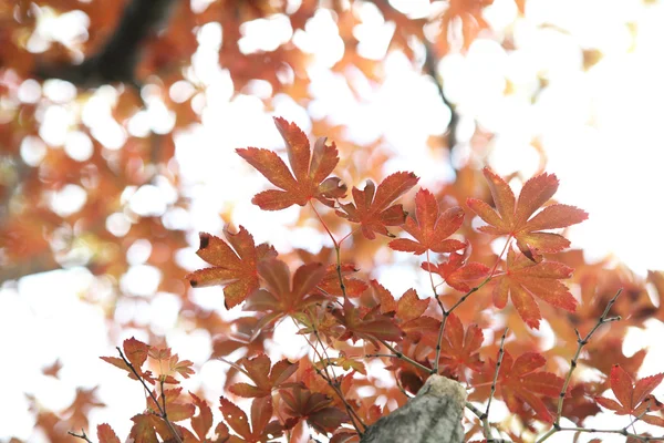 Maples yapraklar — Stok fotoğraf