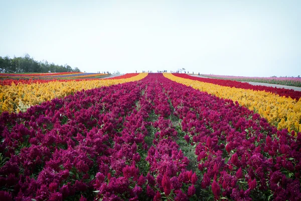 Jardim de flores Colorful Hill em Biei, Hokkaido — Fotografia de Stock