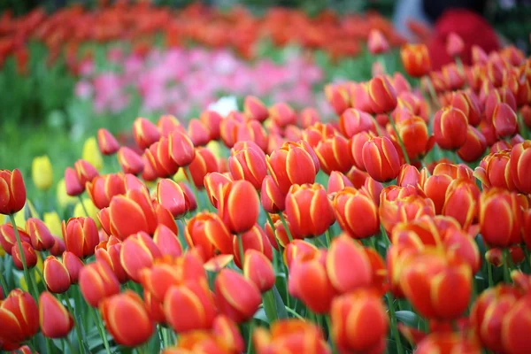 Flores de tulipán — Foto de Stock