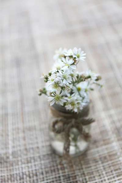 Flor en tarro — Foto de Stock