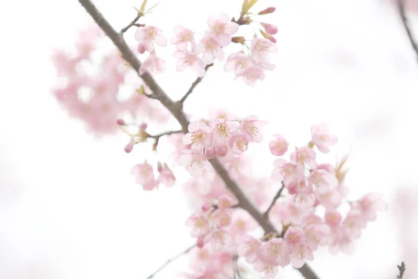 Třešňový květ, růžový květ sakura — Stock fotografie