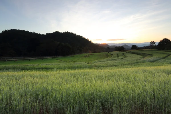 Bidang cerah — Stok Foto