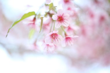 Sakura kiraz çiçeği çiçek