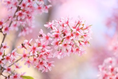 Sakura kiraz çiçeği çiçek