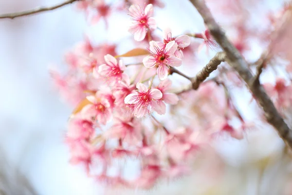 Flores de flor de cerezo sakura —  Fotos de Stock