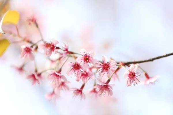 Sakura třešňový květ květiny — Stock fotografie