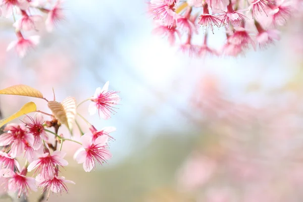 Sakura třešňový květ květiny — Stock fotografie