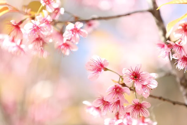 Sakura kiraz çiçeği çiçek — Stok fotoğraf