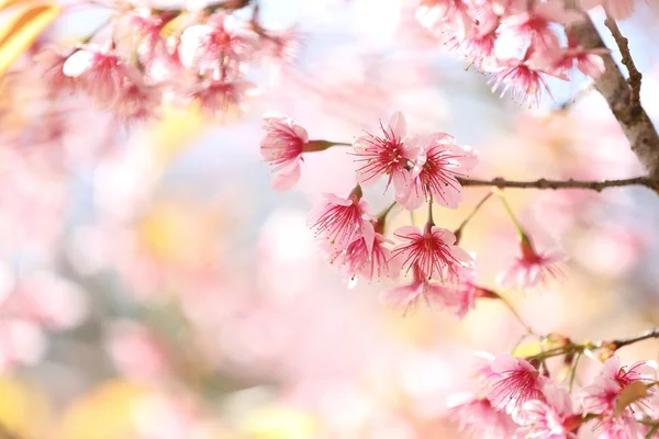 Sakura λουλούδια κεράσι ανθίσει — Φωτογραφία Αρχείου