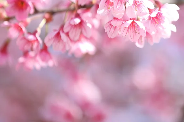 Sakura Kirschblüten Blumen — Stockfoto
