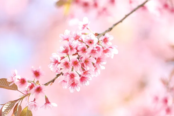 Fiori di ciliegio sakura — Foto Stock