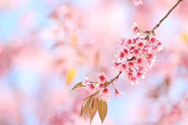 Sakura cherry blossom blommor — Stockfoto