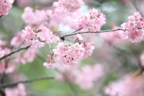 Sakura kiraz çiçeği çiçek — Stok fotoğraf