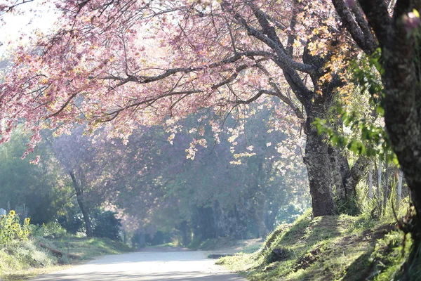 Sakura Kirschblüten Blumen — Stockfoto