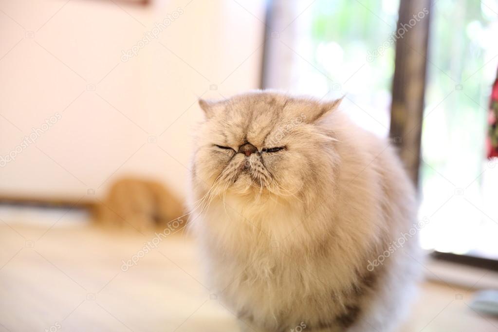 persian cat