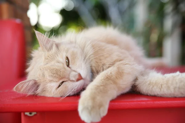 Gato persa — Foto de Stock