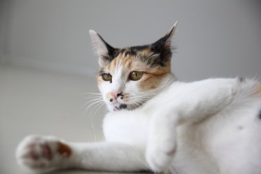 kadar yakın kedi