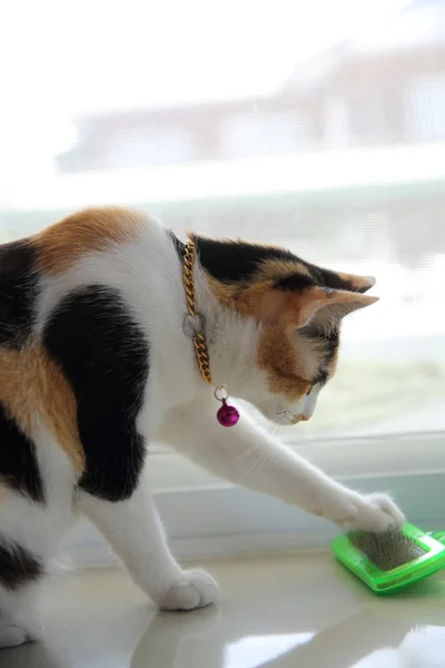 Cat in close up — Stock Photo, Image