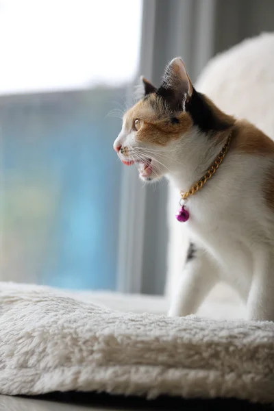 Cat in close up — Stock Photo, Image