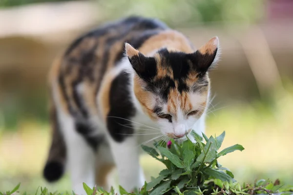 Cat in close up — Stock Photo, Image