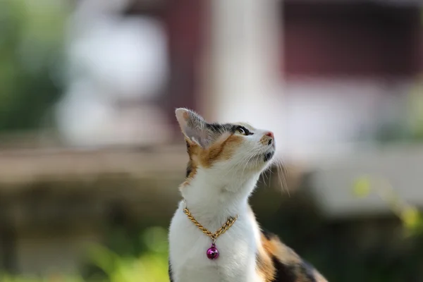 Kat in close up — Stockfoto