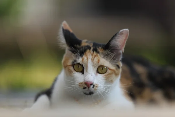 Gato en primer plano —  Fotos de Stock