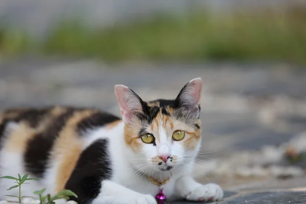 Cat in close up — Stock Photo, Image