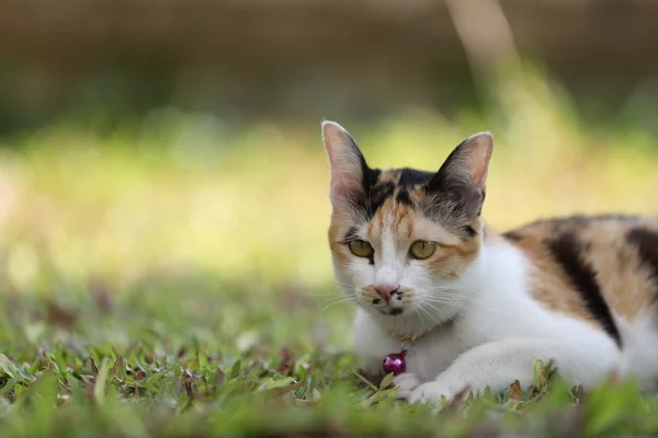 Cat in close up — Stock Photo, Image