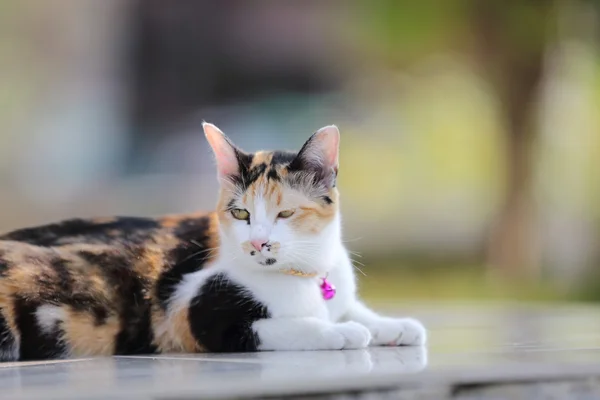 Cute cat in close up — Stock Photo, Image