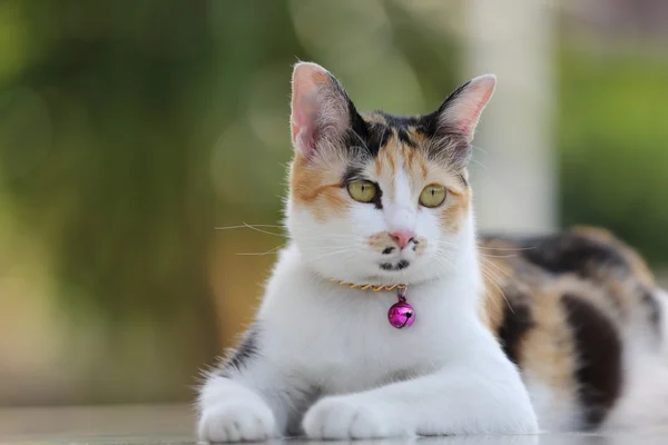 Lindo gato en primer plano —  Fotos de Stock