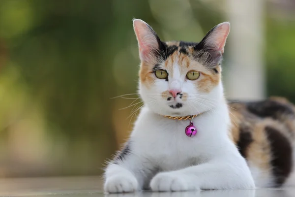 かわいい猫のクローズ アップ — ストック写真