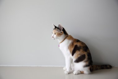 Sevimli kedi yakın çekim