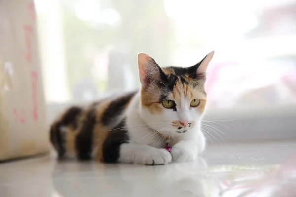 かわいい猫のクローズ アップ — ストック写真