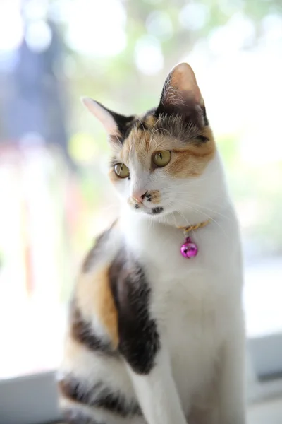 かわいい猫のクローズ アップ — ストック写真