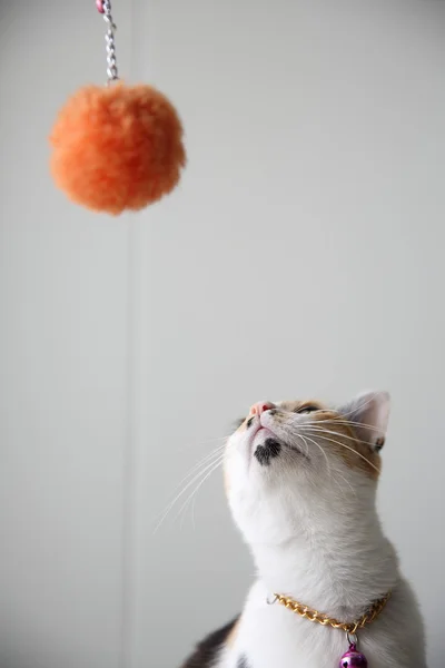 Gato bonito em close up — Fotografia de Stock