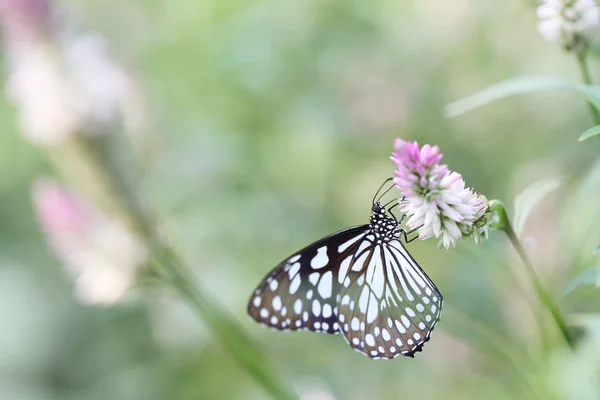 Butterfly fly in morning nature — Stock Photo, Image