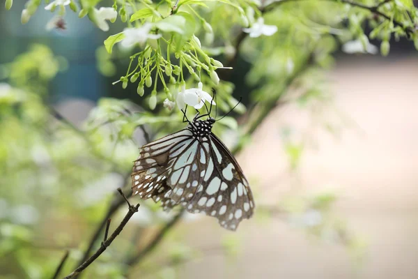 Butterfly fly in morning nature — Stock Photo, Image