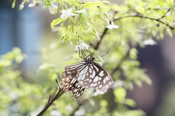 Butterfly fly in morning nature — Stock Photo, Image