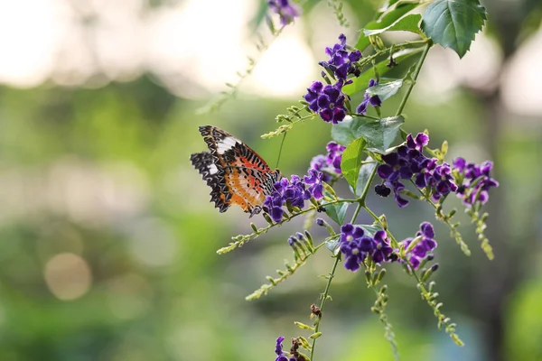 Butterfly fly in morning nature — Stock Photo, Image