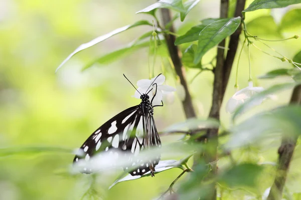 Butterfly fly in morning nature — Stock Photo, Image