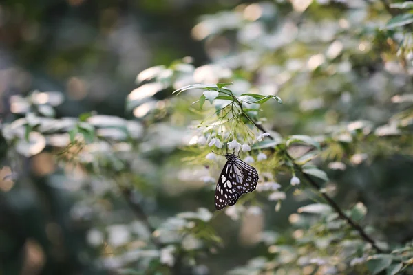 아침 자연에서 나비 비행 — 스톡 사진