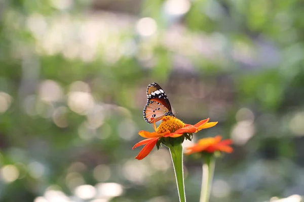 Butterfly fly in morning nature — Stock Photo, Image