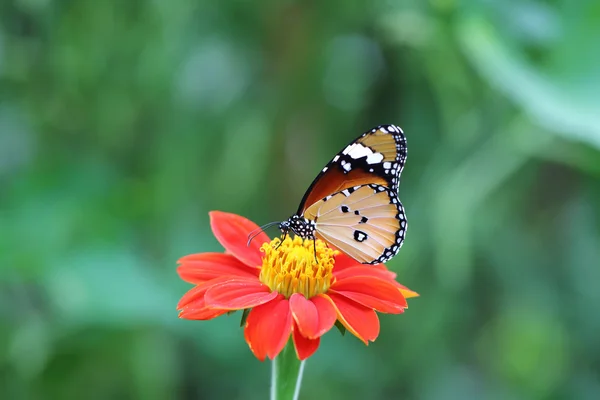 Butterfly fly in morning nature — Stock Photo, Image