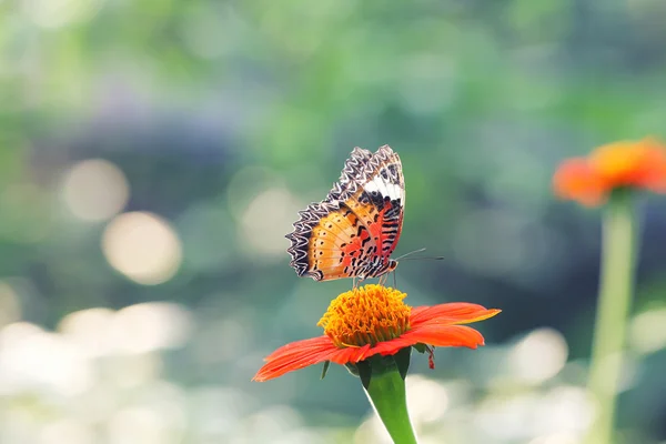 Butterfly fly in morning nature — Stock Photo, Image