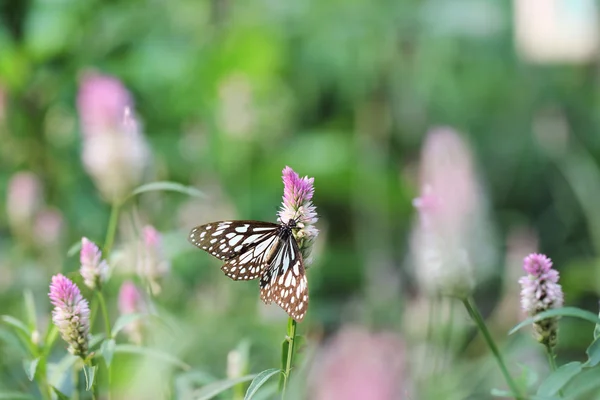 Schmetterling in der Morgennatur — Stockfoto