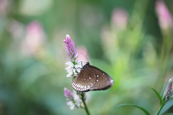 Schmetterling in der Morgennatur — Stockfoto