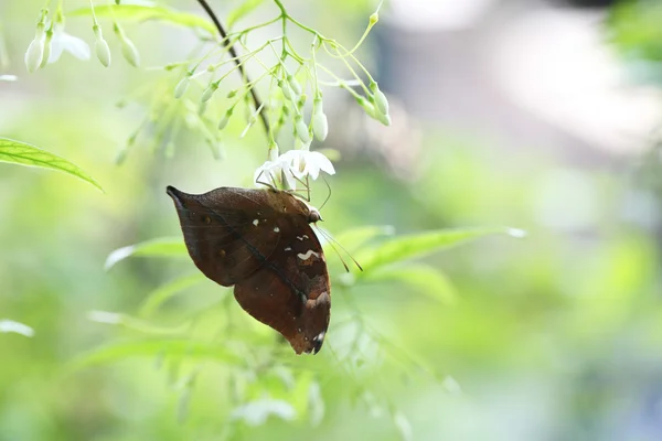 Butterfly fly in morning nature — Stock Photo, Image