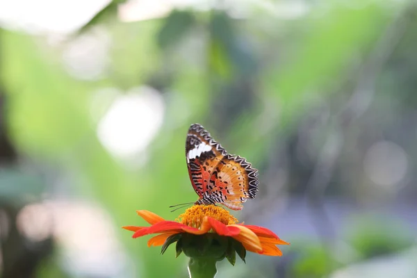 Butterfly fly in morning nature — Stock Photo, Image