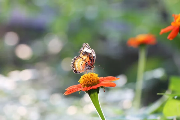 Butterfly fly in morning nature — Stock Photo, Image