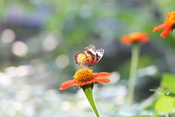 Butterfly fly in morning nature — Stock Photo, Image